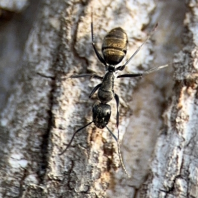 Camponotus aeneopilosus (A Golden-tailed sugar ant) at Ainslie, ACT - 16 Aug 2024 by Hejor1