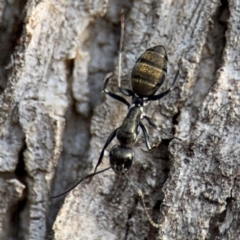 Camponotus aeneopilosus at Ainslie, ACT - 16 Aug 2024