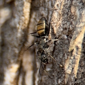 Camponotus aeneopilosus at Ainslie, ACT - 16 Aug 2024