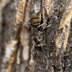 Camponotus aeneopilosus at Ainslie, ACT - 16 Aug 2024