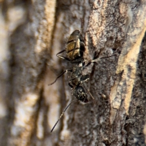 Camponotus aeneopilosus at Ainslie, ACT - 16 Aug 2024