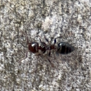 Crematogaster sp. (genus) at Ainslie, ACT - 16 Aug 2024 03:51 PM