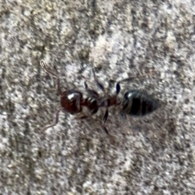 Crematogaster sp. (genus) (Acrobat ant, Cocktail ant) at Ainslie, ACT - 16 Aug 2024 by Hejor1