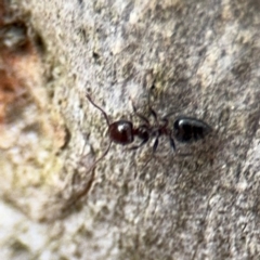 Crematogaster sp. (genus) at Ainslie, ACT - 16 Aug 2024