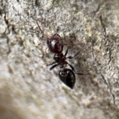 Crematogaster sp. (genus) at Ainslie, ACT - 16 Aug 2024