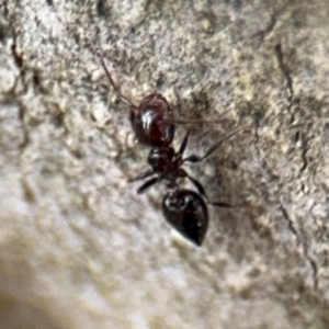 Crematogaster sp. (genus) at Ainslie, ACT - 16 Aug 2024