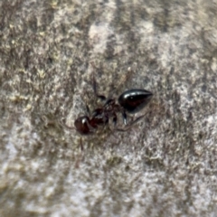 Crematogaster sp. (genus) at Ainslie, ACT - 16 Aug 2024