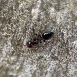 Crematogaster sp. (genus) at Ainslie, ACT - 16 Aug 2024 03:51 PM