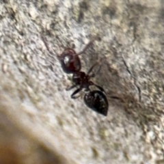 Crematogaster sp. (genus) at Ainslie, ACT - 16 Aug 2024