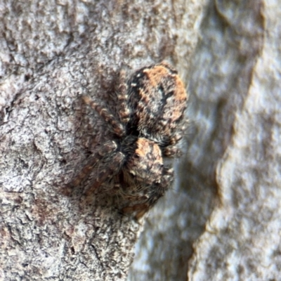 Servaea incana (Hoary Servaea) at Kaleen, ACT - 16 Aug 2024 by Hejor1