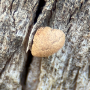 Crepidotus sp. at Pialligo, ACT - 16 Aug 2024