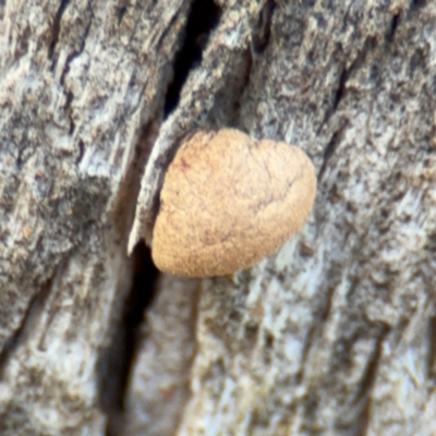 Crepidotus sp. (Crepidotus) at Pialligo, ACT - 16 Aug 2024 by Hejor1