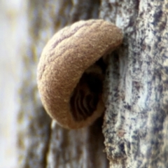 Crepidotus sp. at Pialligo, ACT - 16 Aug 2024