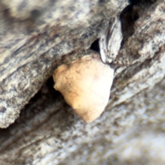 Crepidotus sp. at Pialligo, ACT - 16 Aug 2024 03:44 PM