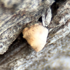 Crepidotus sp. at Pialligo, ACT - 16 Aug 2024