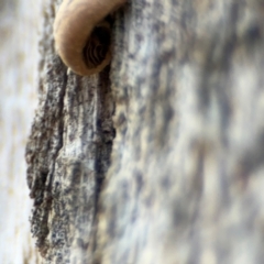 Crepidotus sp. at Pialligo, ACT - 16 Aug 2024