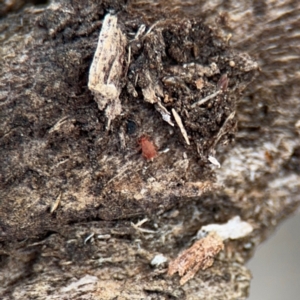 Bdellidae sp. (family) at Canberra Airport, ACT - 16 Aug 2024