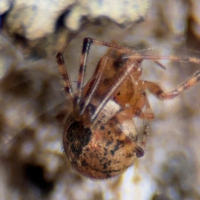 Cryptachaea veruculata (Diamondback comb-footed spider) at Pialligo, ACT - 16 Aug 2024 by Hejor1