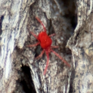 Trombidiidae (family) at Ainslie, ACT - 16 Aug 2024