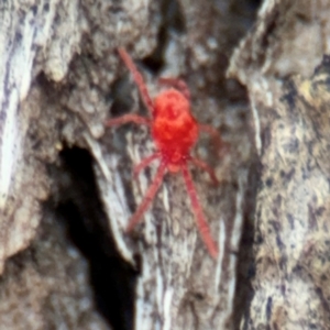 Trombidiidae (family) at Ainslie, ACT - 16 Aug 2024