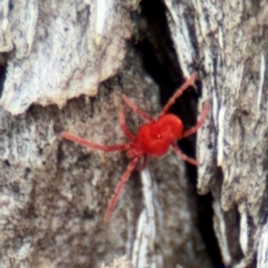 Trombidiidae (family) at Ainslie, ACT - 16 Aug 2024 03:40 PM