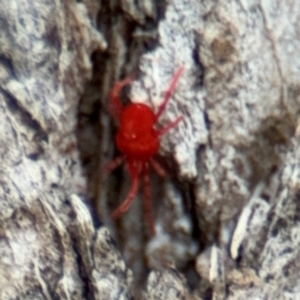 Trombidiidae (family) at Ainslie, ACT - 16 Aug 2024