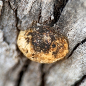 Hexagonia vesparia at Canberra Airport, ACT - 16 Aug 2024