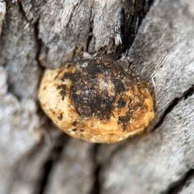 Hexagonia vesparia (Wasp Nest Polypore) at Canberra Airport, ACT - 16 Aug 2024 by Hejor1