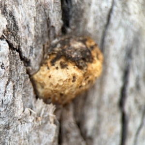 Hexagonia vesparia at Canberra Airport, ACT - 16 Aug 2024