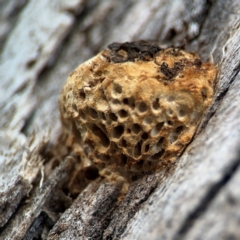 Hexagonia vesparia at Canberra Airport, ACT - 16 Aug 2024