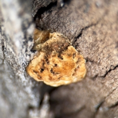 Hexagonia vesparia at Canberra Airport, ACT - 16 Aug 2024