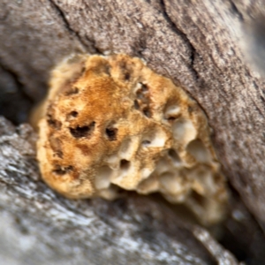 Hexagonia vesparia at Canberra Airport, ACT - 16 Aug 2024