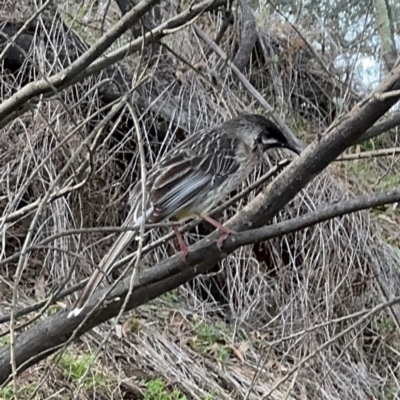 Anthochaera carunculata (Red Wattlebird) at Campbell, ACT - 16 Aug 2024 by Hejor1