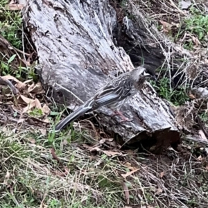 Anthochaera carunculata at Campbell, ACT - 16 Aug 2024