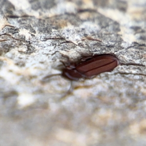 Platisus sp. (genus) at Campbell, ACT - 16 Aug 2024 03:17 PM