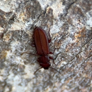 Platisus sp. (genus) at Campbell, ACT - 16 Aug 2024 03:17 PM