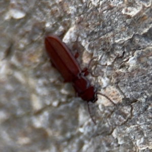 Platisus sp. (genus) at Campbell, ACT - 16 Aug 2024 03:17 PM