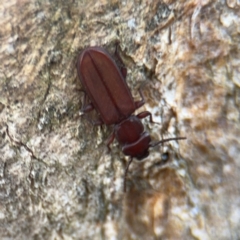 Platisus sp. (genus) at Campbell, ACT - 16 Aug 2024 03:17 PM