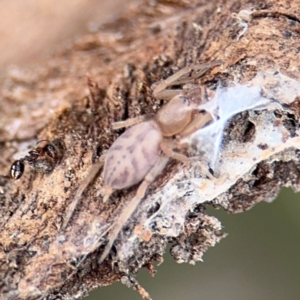 Clubiona sp. (genus) at Campbell, ACT - 16 Aug 2024