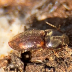 Austrocardiophorus sp. (genus) at Campbell, ACT - 16 Aug 2024 03:13 PM