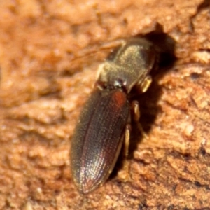 Austrocardiophorus sp. (genus) at Campbell, ACT - 16 Aug 2024 03:13 PM