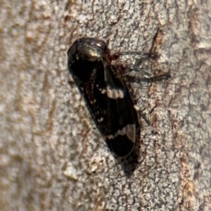 Eurymeloides sp. (genus) at Campbell, ACT - 16 Aug 2024