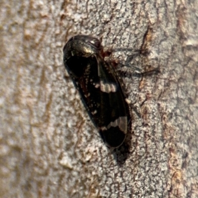 Eurymeloides sp. (genus) (Eucalyptus leafhopper) at Campbell, ACT - 16 Aug 2024 by Hejor1