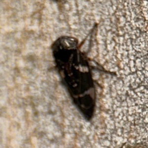 Eurymeloides sp. (genus) at Campbell, ACT - 16 Aug 2024