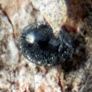 Coccinellidae (family) at Pialligo, ACT - 16 Aug 2024