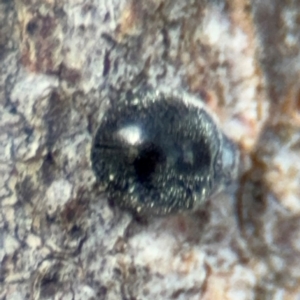 Coccinellidae (family) at Pialligo, ACT - 16 Aug 2024