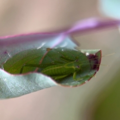 Caedicia simplex (Common Garden Katydid) at Campbell, ACT - 16 Aug 2024 by Hejor1