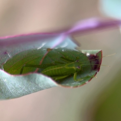 Caedicia simplex (Common Garden Katydid) at Campbell, ACT - 16 Aug 2024 by Hejor1