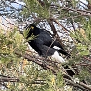 Strepera graculina at Campbell, ACT - 16 Aug 2024