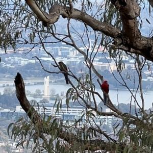 Platycercus elegans at Campbell, ACT - 16 Aug 2024